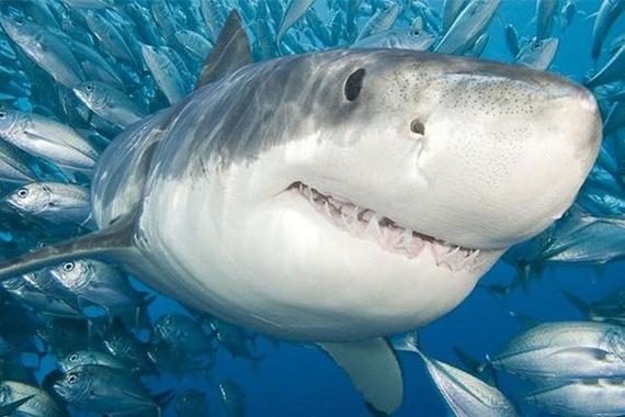 最厉害的鲨鱼的相关图片