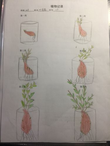 红薯的种植方法的相关图片